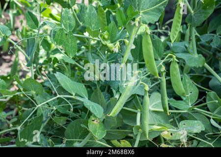 Bild einer jungen Erbsenpflanze mit Hülsen. Stockfoto