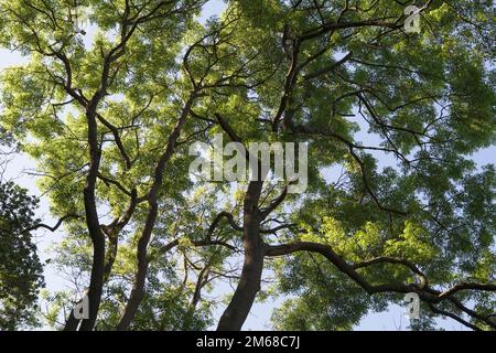 Blick in die sommerlichen Baumkronen von Laubbäumen Stockfoto