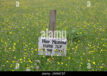 Heuwiesen voller wilder Blumen in Teesdale, County Durham Stockfoto