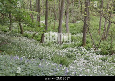 Wilder Knoblauch (Allium ursinum) wächst auf dem Waldboden in Teesdale, County Durham Stockfoto