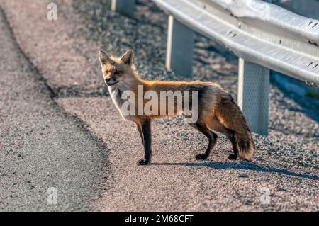 Ein wilder weiblicher Fuchs, Vulpes vulpes, wartet darauf, eine Straße auf der Bonavista-Halbinsel in Neufundland, Kanada, zu überqueren. Stockfoto