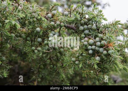 Juniper Beeren auf Juniperus Communis oder Common Juniper Buushes in Upper Teesdale, County Durham Stockfoto