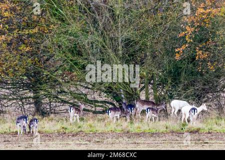 Eine kleine Herde wilder Damhirsche in der Landschaft von Norfolk, einschließlich zwei leuzistischer weißer Damhirsche. Stockfoto