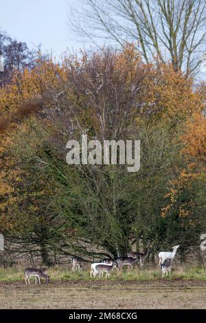 Eine kleine Herde wilder Damhirsche in der Landschaft von Norfolk, einschließlich zwei leuzistischer weißer Damhirsche. Stockfoto