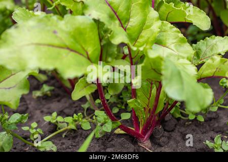 Schweizer Mangold, Beta vulgaris, im Garten. Stockfoto