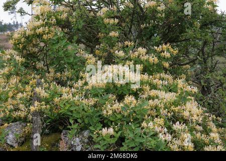 Wilde Geißblatt-Blumen bedecken eine Hecke im Lake District Stockfoto