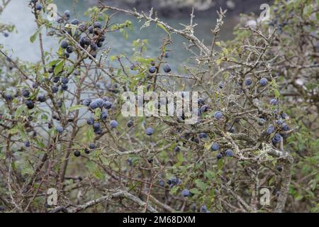 Schlehen-Beeren sind die Früchte des Blackthorn oder Prunus Spinosa, die am Ozean in Wales wachsen Stockfoto