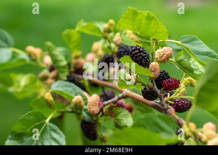 Maulbeerbeeren auf den Zweigen. Die Beeren des Maulbeerbaums. Die Beeren sehen aus wie beängstigende Raupen. Sommerernte. Geschenke der Natur Stockfoto