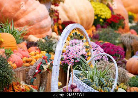 Erntefest mit Herbstkürbissen und Gemüse. Verkauf von landwirtschaftlichen Nutzpflanzen auf dem Freiluftmarkt nach dem Feiertag Stockfoto