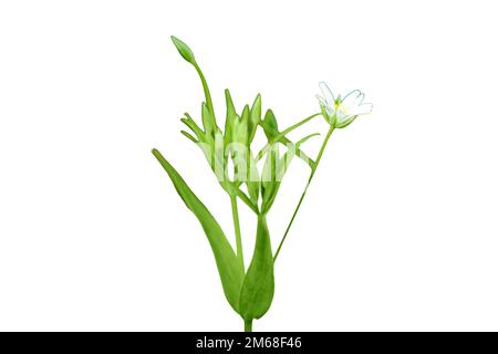 Blüten des Feldeohrs der Maus, cerastium arvense Nahaufnahme, isoliert auf weißem Hintergrund. Kleine weiße Blume auf grünem Laub. Stockfoto