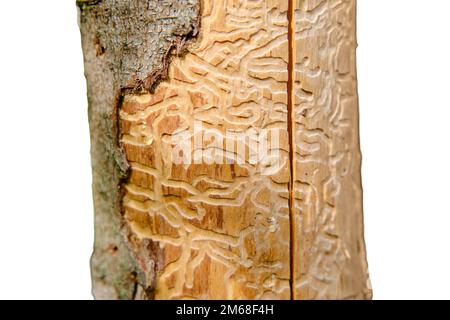 Holzwurmkorridore unter einer Rinde aus Kiefern, isoliert auf weißem Hintergrund. Prägung des Rindenkäfers unter der Rinde des Baumes. Stockfoto