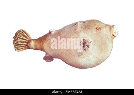 Pufferfisch - Poissonballon, isoliert auf weißem Hintergrund Stockfoto