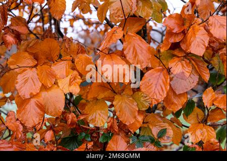 Feuchte Herbstbuche an einem kalten Tag in England. Fagus sylvatica Stockfoto