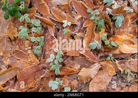 Frostige braune Buchenblätter auf einem Waldboden. Fagus sylvatica Stockfoto