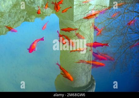 Brunnen mit Goldfischen im kleinen Dorf und Schloss in Roqefixade, Ariege, französische Pyrenäen, Frankreich Stockfoto