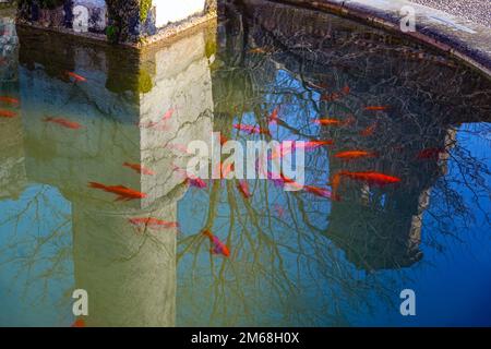 Brunnen mit Goldfischen im kleinen Dorf und Schloss in Roqefixade, Ariege, französische Pyrenäen, Frankreich Stockfoto