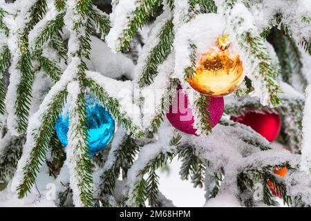 Weihnachtsbäume Im Thüringer Wald Bei Schmiedefeld Am Rennsteig. Stockfoto