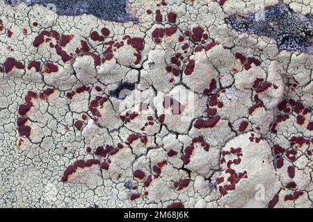 Blutaugenflechte, Blutaugen-Flechte, Ophioparma spec., Ophioparma ventosa oder Ophioparma lapponica, Crustose lichen, Krustenflechte auf Fels in Nord- Stockfoto