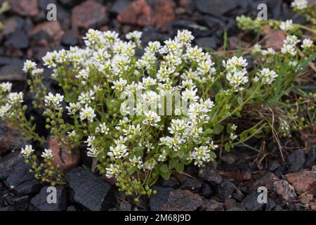 Echtes Löffelkraut, Gewöhnliches Löffelkraut, Löffelkraut, Cochlearia officinalis, gewöhnliches Skorbugras, Gewöhnliches Skurvygrass, Scurvygrass, Scurvygrass, Stockfoto