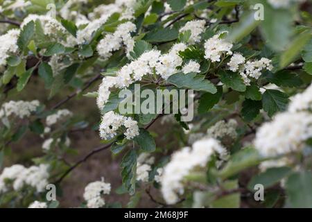 Schwedische Mehlbeere, Schwedische Mehl-Beere, Schwedische Vogelbeere, Mehlbeere, Oxalbeere, Sorbus intermedia, Swedish Whitebeam, Alisier de Suède, S. Stockfoto