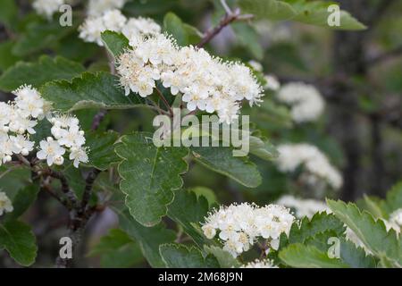Schwedische Mehlbeere, Schwedische Mehl-Beere, Schwedische Vogelbeere, Mehlbeere, Oxalbeere, Sorbus intermedia, Swedish Whitebeam, Alisier de Suède, S. Stockfoto