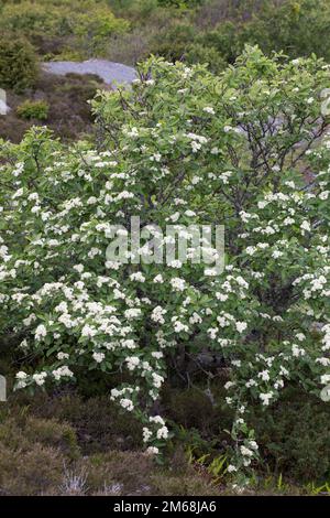 Schwedische Mehlbeere, Schwedische Mehl-Beere, Schwedische Vogelbeere, Mehlbeere, Oxalbeere, Sorbus intermedia, Swedish Whitebeam, Alisier de Suède, S. Stockfoto