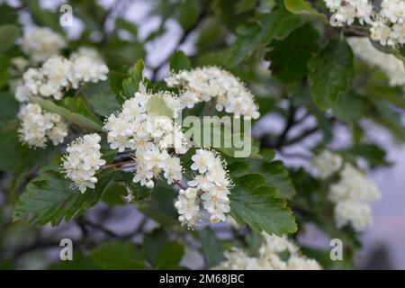 Schwedische Mehlbeere, Schwedische Mehl-Beere, Schwedische Vogelbeere, Mehlbeere, Oxalbeere, Sorbus intermedia, Swedish Whitebeam, Alisier de Suède, S. Stockfoto