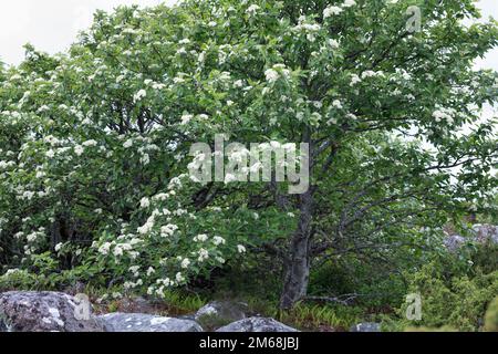 Schwedische Mehlbeere, Schwedische Mehl-Beere, Schwedische Vogelbeere, Mehlbeere, Oxalbeere, Sorbus intermedia, Swedish Whitebeam, Alisier de Suède, S. Stockfoto