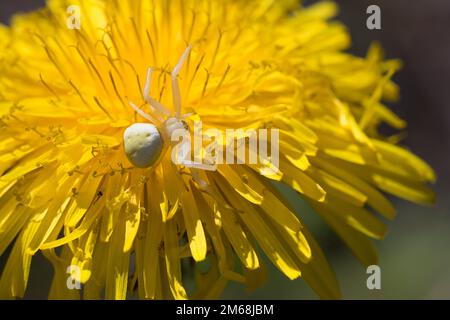 Kräbbenspinne, Krabbenspinne, Weibchen lauert auf Blüten auf Beute, Krabben-Spinne, Misumena vatia, Goldrutenspinne, Blütenkrabbe sp Stockfoto