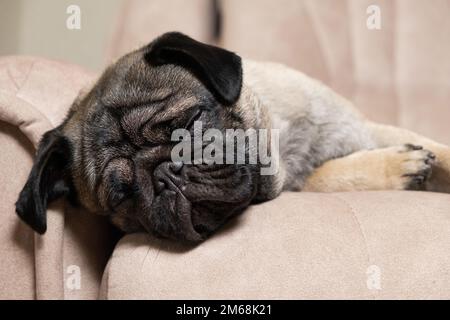 Ein süßer Pug schläft auf einer beigen Couch. Pflege für Puppen, Haare, Liebe und Pflege für das Haustier Stockfoto