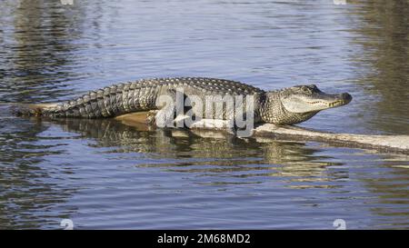 Der große Alligator in voller Länge sonnt sich auf einem gefallenen Baumstamm im Sumpfbayou von Louisiana mit dem Hintergrund des blauen, stillen Wassers, das zur goldenen Stunde aufgenommen wurde Stockfoto