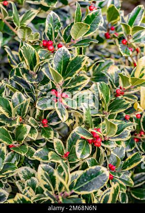 Ilex altaclerensis Golden King Holly Tree. Die glänzend grünen Blätter sind flach und abgerundet und haben wunderschöne goldgelbe Ränder mit verschiedenen Rändern Stockfoto