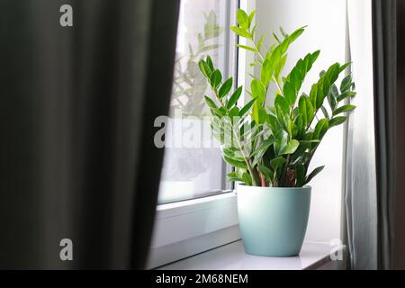 Zamioculcas Pflanzen bei Tageslicht in einem Topf auf Fensterbank Stockfoto