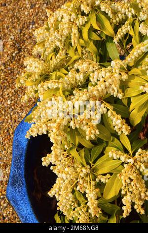 Pieris japonica Stockfoto