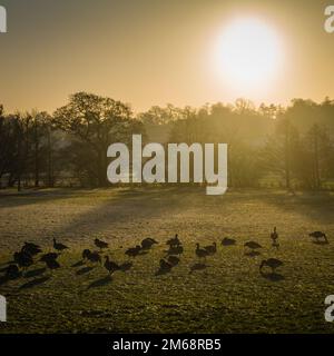 Canada Gänse, Branta canadensis, weiden auf einem Feld mit niedriger Wintersonne, Ribble Valley, Großbritannien. Stockfoto