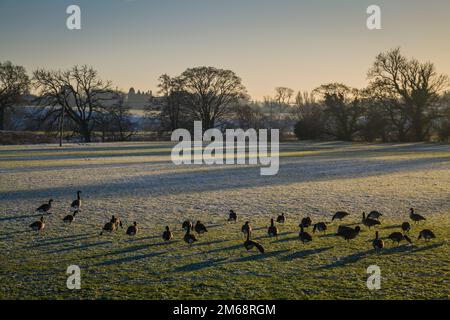 Canada Gänse, Branta canadensis, weiden auf einem Feld mit niedriger Wintersonne, Ribble Valley, Großbritannien. Stockfoto