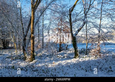 Buchenholzpark im dezember-Schnee. Stow on the Wold, Cotswolds, Gloucestershire, England Stockfoto