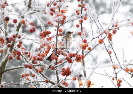 Turdus pilaris. Fieldfare in einem Frosted Crab Apfelbaum. UK Stockfoto