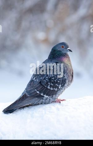 Eine wunderschöne Taube sitzt im Winter in einem Stadtpark im Schnee. Nahaufnahme von Tauben im Winter auf dem Platz im Park. Vögel in der Kälte warten auf uns Stockfoto