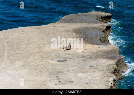 Seelöwen in Puerto Piramides. Halbinsel Valdes, Provinz Chubut, Argentinien Stockfoto