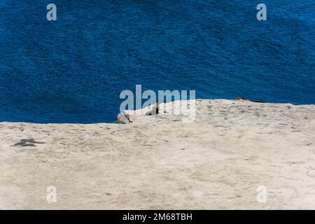 Seelöwen in Puerto Piramides. Halbinsel Valdes, Provinz Chubut, Argentinien Stockfoto