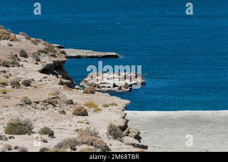 Seelöwen in Puerto Piramides. Halbinsel Valdes, Provinz Chubut, Argentinien Stockfoto