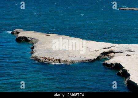 Seelöwen in Puerto Piramides. Halbinsel Valdes, Provinz Chubut, Argentinien Stockfoto