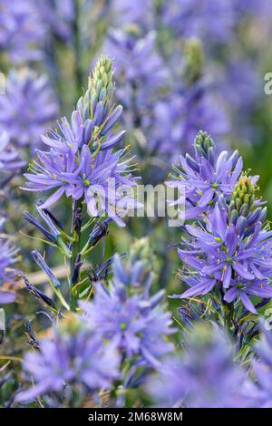 Camassia leichtlinii, tolle Kamas, große Kamas, Camassia, sternförmige blaue Blumen in Racemes Stockfoto