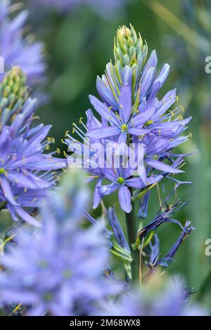 Camassia leichtlinii, tolle Kamas, große Kamas, Camassia, sternförmige blaue Blumen in Racemes Stockfoto
