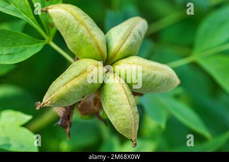 Samen von Pfingstrosen im Garten. Stockfoto