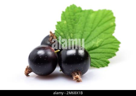 Schwarze Johannisbeere mit Blättern isoliert auf Weiss. Stockfoto