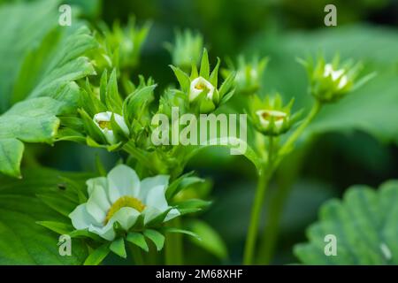 Erdbeerbett auf der Bio-Farm an sonnigen Tagen. Frühlingsblüte Erdbeere wächst auf dem Bett. Weiße Erdbeerblumen im Sommer Stockfoto