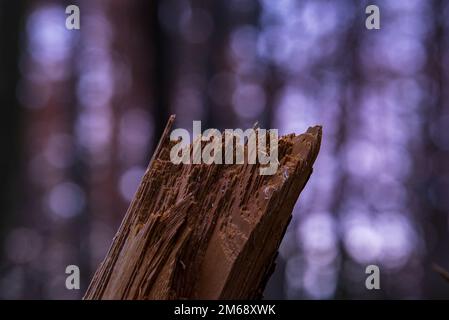 Gebrochener Baumstamm im Wald Stockfoto