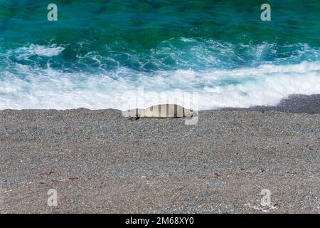 Elefantenrobbe ruht in Caleta Valdes. Halbinsel Valdes, Provinz Chubut, Argentinien Stockfoto